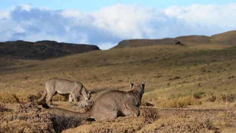Puma close up shot at Torres Del Paine grassland, Chile Stock Footage 310556366
