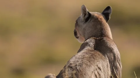 Puma Concolor Looking Around in Chile Wilderness 4k Telephoto Shot Stock Footage 338265314