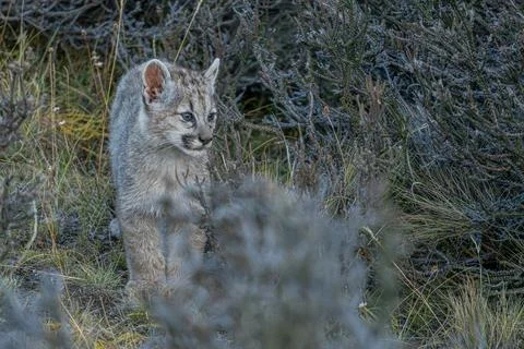 Puma cub checking it surroundings Stock Photos