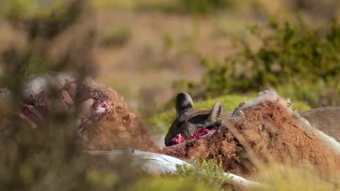 Puma Feeding on Prey in Wild Telemetry Close Up 4k Video Stock Footage 338265111