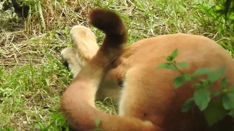 A puma flicking his tail Stock Footage 165349258