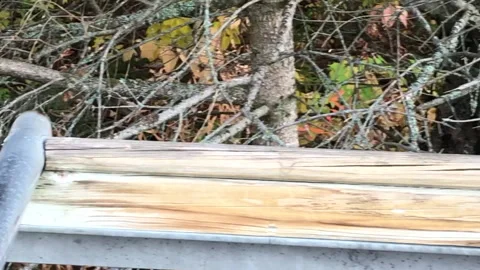 Puma Stock Footage 132509726