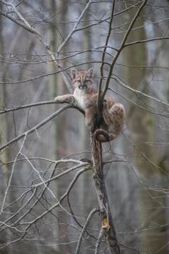 Puma in the forest Stock Photos