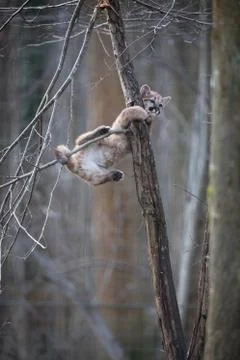 Puma in the forest Stock Photos