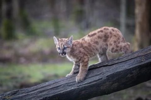 Puma in the forest Stock Photos