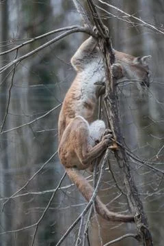 Puma in the forest Stock Photos