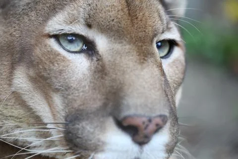 Puma with green eye posing while resting. Stock Photos