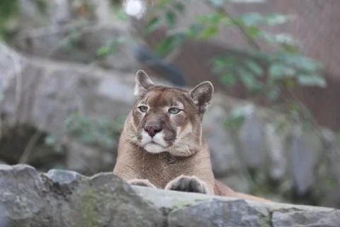 Puma with green eye posing while resting Stock Photos
