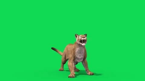 Puma Green Screen Attacks Front Loop Animals 3D Rendering Animation Stock Footage 171711904
