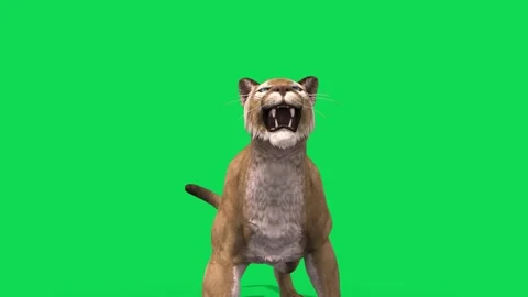 Puma Green Screen Attacks Loop Animals 3D Rendering Animation Stock Footage 171711906
