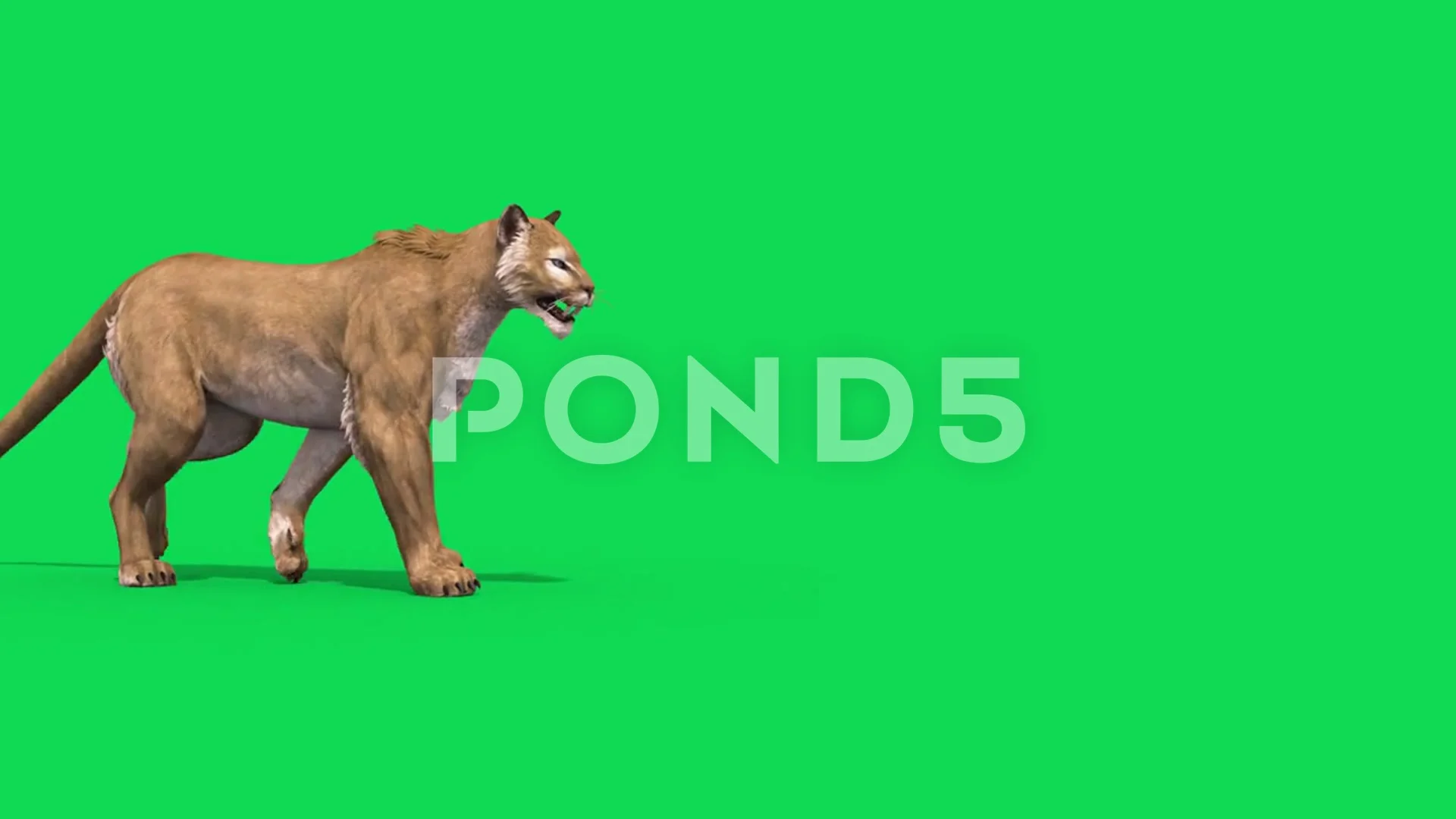 Puma Green Screen Walks Side Animals 3D ... | Stock Video | Pond5