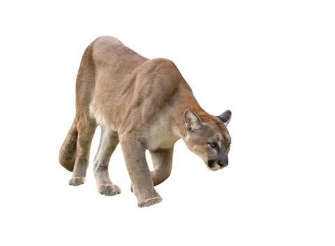 Puma isolated Foto stock
