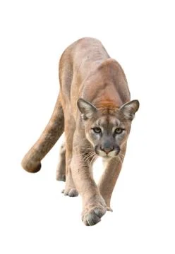 Puma isolated Stock Photos