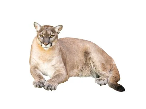 Puma isolated on white background Stock Photos