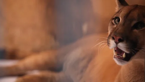 Puma - laid down Stockbeeldmateriaal 121540130