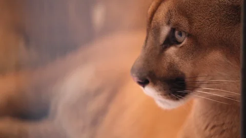 Puma - laid down Stockbeeldmateriaal 121540401