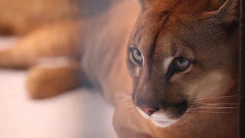 Puma - laid down Stockbeeldmateriaal 121540639