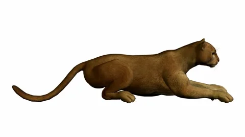 Puma laying down Stock Footage 942112