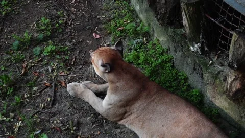 Puma look Видео 160040211