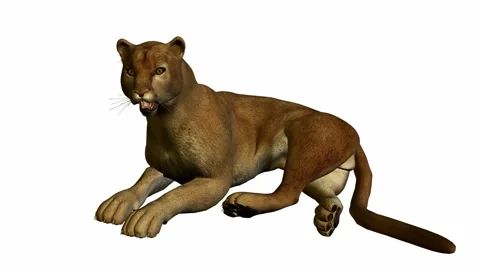 Puma lying down Stock Footage 942190