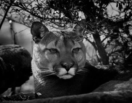 Puma lying in the forest Stock Photos