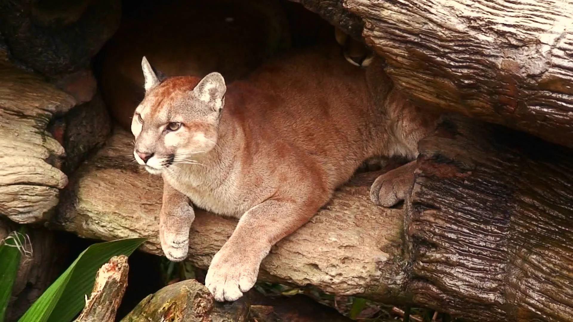 A puma mountain lion in his den in Co... | Stock Video Pond5
