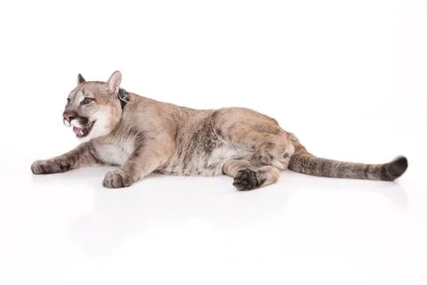 Puma Stock Photos