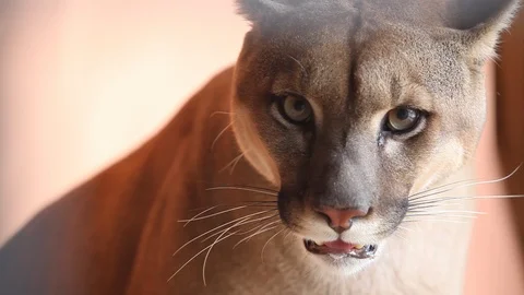 Puma - portrait Stock Footage 121540301