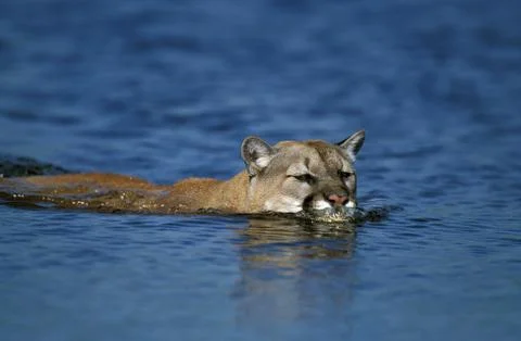 PUMA puma concolor Foto stock