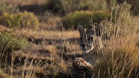 Puma Resting in Dry Grass 4k Telephoto Shot Stock Footage 338265277