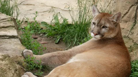 Puma resting lying in the grass. Stock Footage 132521802