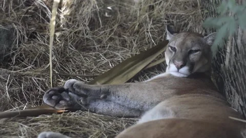 A puma resting in a zoo enclosure, opening its eyes and settling down to slee Stockbeeldmateriaal 345756978