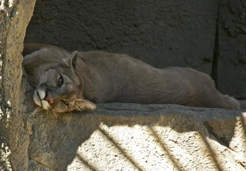Puma on rock Stock Photos