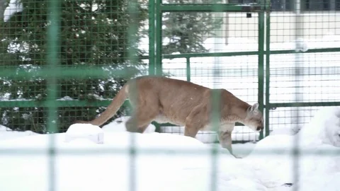 Puma running in the cage on snow Stock Footage 73328014