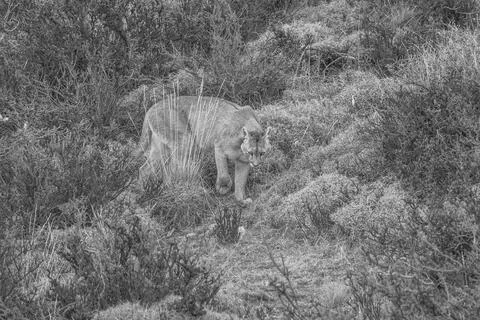 Puma on scrub covered hillside Stock Photos