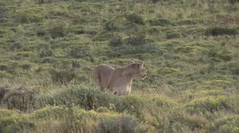 Puma stand on grass field and take pray in mouth and drag carcass late afternoon Stock Footage 54162995