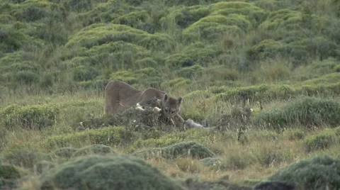 Puma stand on grass field at dusk feeding on Guanaco pray Stock Footage 54163438