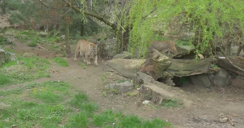 Puma Stops Near to a Tree to Mark the Territory Stock Footage 61933331
