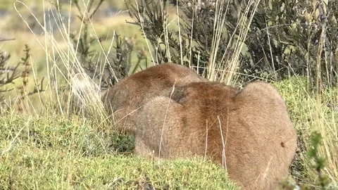Puma waiting right moment to attack a guanaco, hiding behind bushes. Stock Footage 264087313
