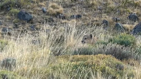 Puma waiting right moment to attack a guanaco, hiding behind bushes. Stock Footage 264087321