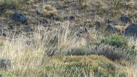 Puma waiting right moment to attack a guanaco, hiding behind bushes. Stock Footage 264351612