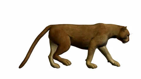 Puma walking Stock Footage 942194