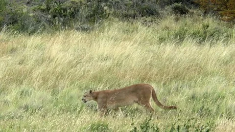 Puma walking through yellow grass in Patagonian Pampa in national parc Torres Stock-Footage 264258462
