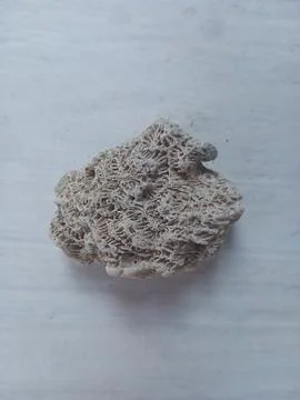 Pumice on a white surface Stock Photos