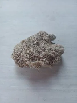Pumice on a white surface Stock Photos