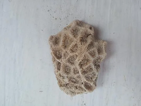 Pumice on a white surface Foto stock