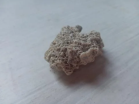 Pumice on a white surface Stock Photos
