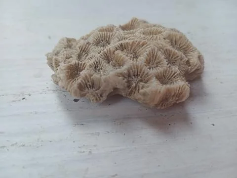 Pumice on a white surface Stock Photos