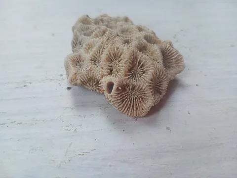 Pumice on a white surface Stock Photos