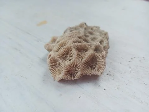 Pumice on a white surface Stock Photos
